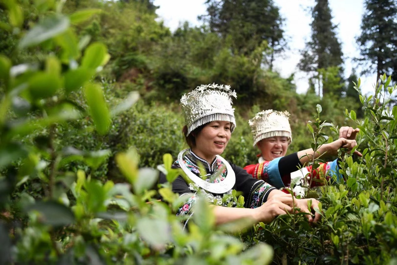 美丽中国南山行丨绿水青山 滋养金字品牌_fororder_图片7