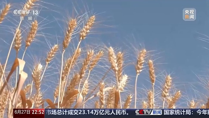 视频丨探索“治沙返耕”新路径 他们在塔克拉玛干把沙漠“变”麦田