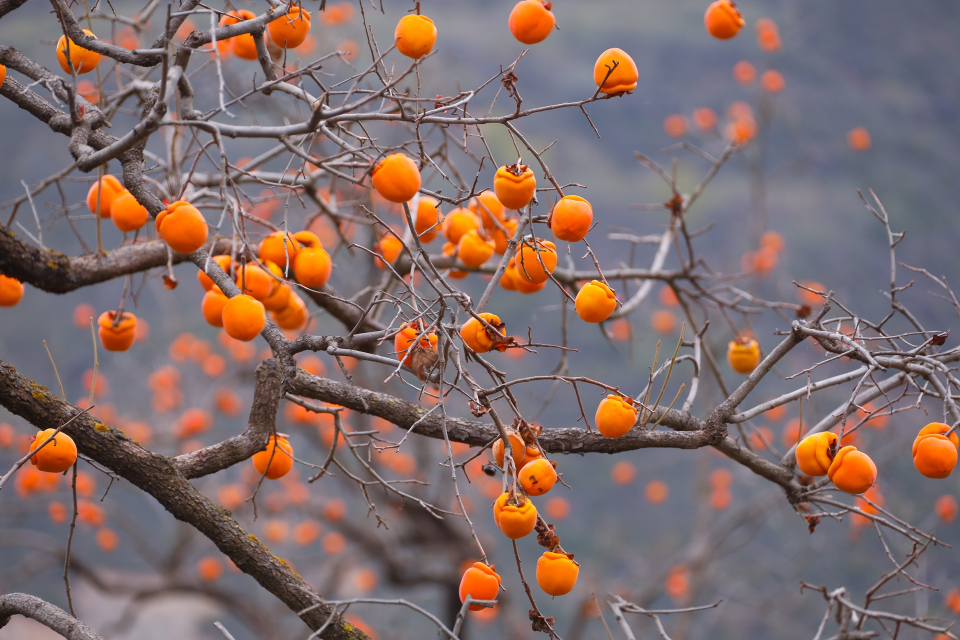 天水清水秋日“美拉德”风拉满