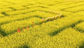 Run the Rapeseed Flower Maze in Xinjin!