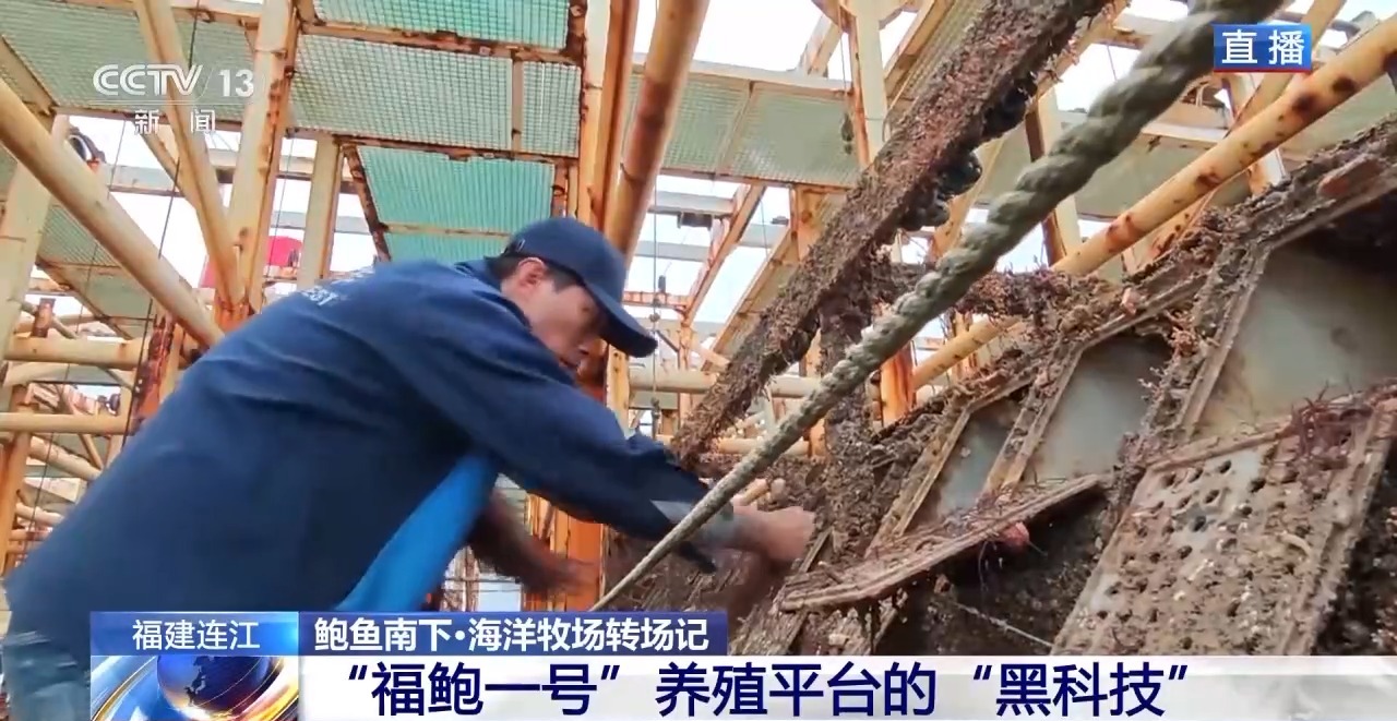 鲍鱼也要“走南闯北”越冬避暑？揭秘小鲍鱼的“候鸟式”养殖