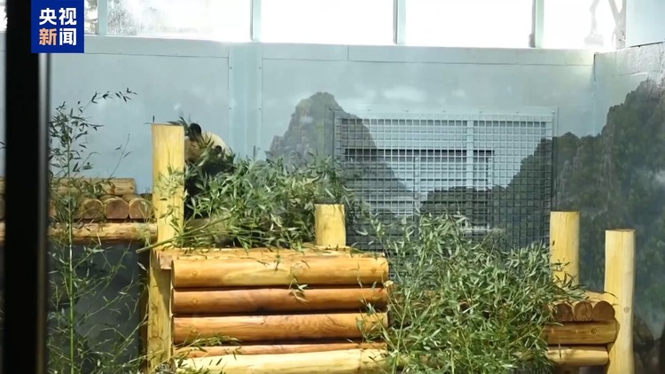 精彩纷呈 热闹非凡 我驻多国使领馆举办新春招待会