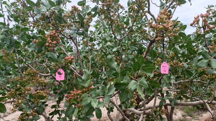 天水市甘谷县：科技耕耘打造“金色名片” 农旅融合助力乡村振兴新动能_fororder_开心果4