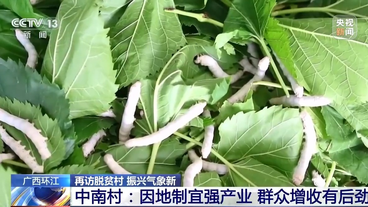 再访脱贫村 振兴气象新丨中南村：因地制宜强产业 群众增收有后劲