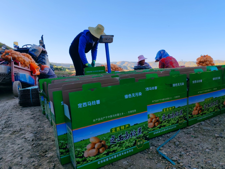 甘肃定西马铃薯进入采收季_fororder_图片3