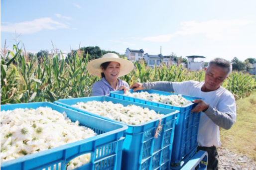 黄山市徽州区：喜摘七月菊 收获致富花_fororder_微信图片_20250711120806