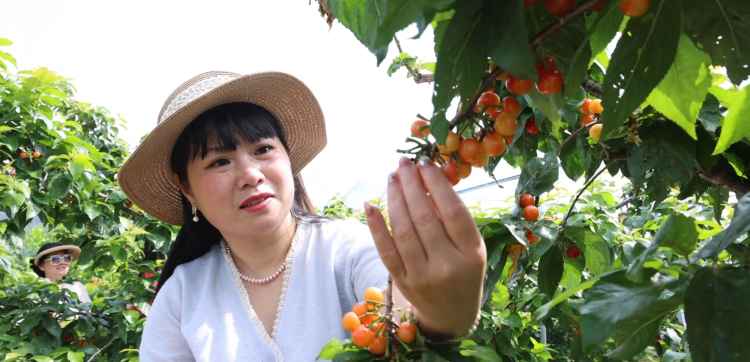 黄山市徽州区：立夏至采摘游火热 农旅融合绘就乡村新图景_fororder_瓜果图片4