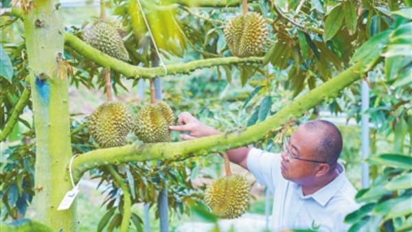 三亚榴莲将于6月末陆续上市