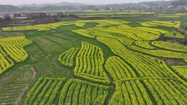 湖南衡山县永和乡七百余亩油菜花绘就烂漫春景_fororder_图片2