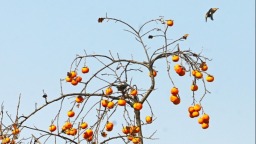 柿子挂枝，皖北这个政府大院为小鸟留“口粮”