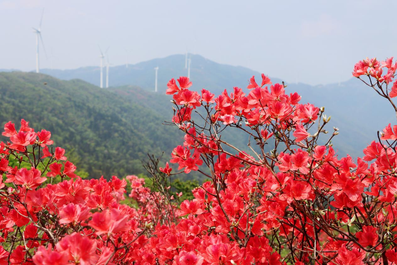 千亩映山红绵延湖南新邵岳坪峰_fororder_图片3