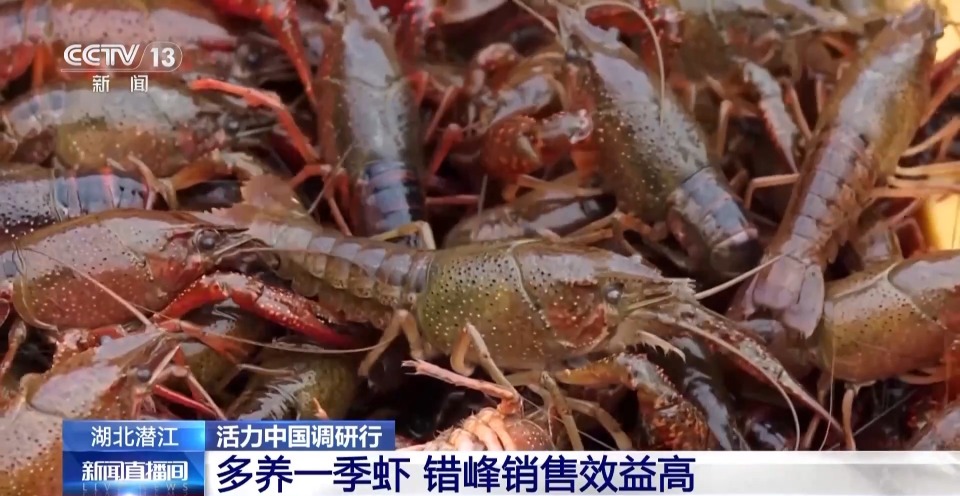 活力中国调研行丨湖北潜江大个儿“炮头虾”正“四季速达”你的餐桌