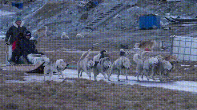 听鉴世界 | 冰川消融重创格陵兰岛狗拉雪橇文化 当地民众呼吁世界团结应对气候变化