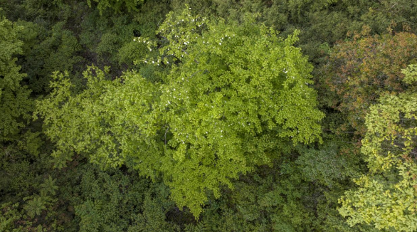Hundreds of “Living Fossil” Dove Trees Discovered in Fengdu, Chongqing_fororder_图片3
