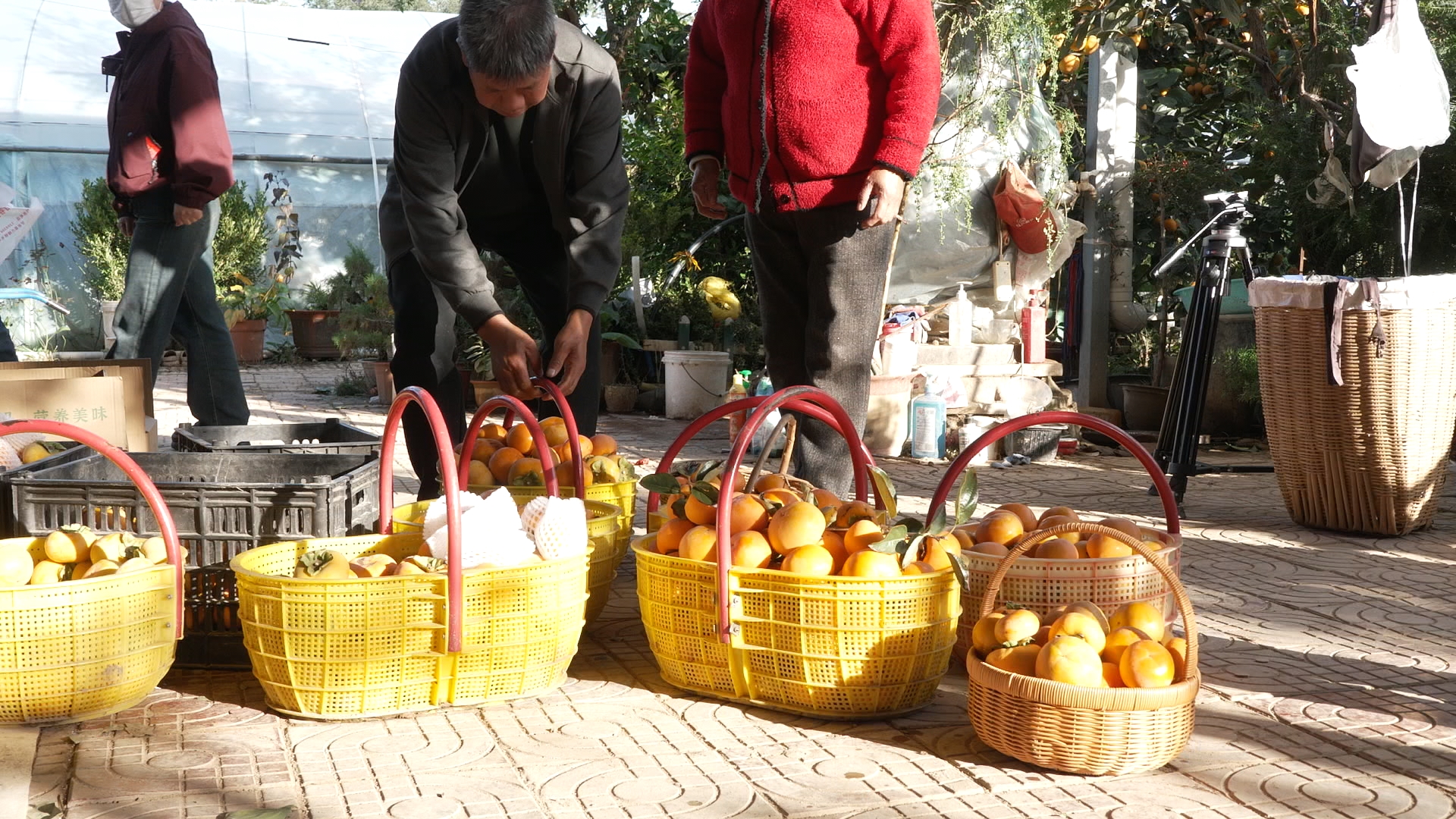 天水甘谷：硕果盈枝晃如灯 “柿”气飘香引客来_fororder_C1338.MP4_snapshot_00.05.673
