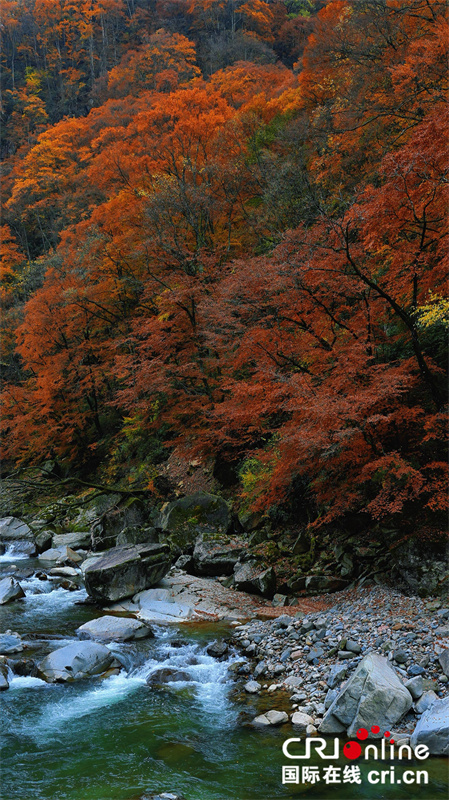 台湾自媒体人点赞四川光雾山绝美秋色（两岸关系）_fororder_7