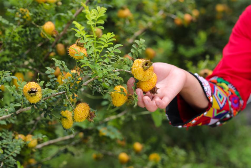 Guizhou Cili Juice Named to China’s First Key Cultivation List for Traditional and Regional Specialty Foods_fororder_图片17