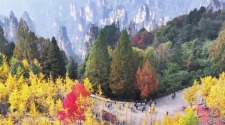 张家界斑斓秋色引客来