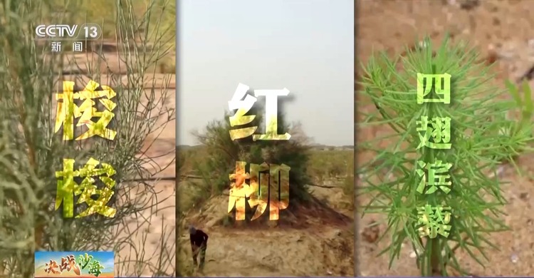 聚焦两会·开放团组丨“三件套”显成效 新疆实现治沙、增收双丰收