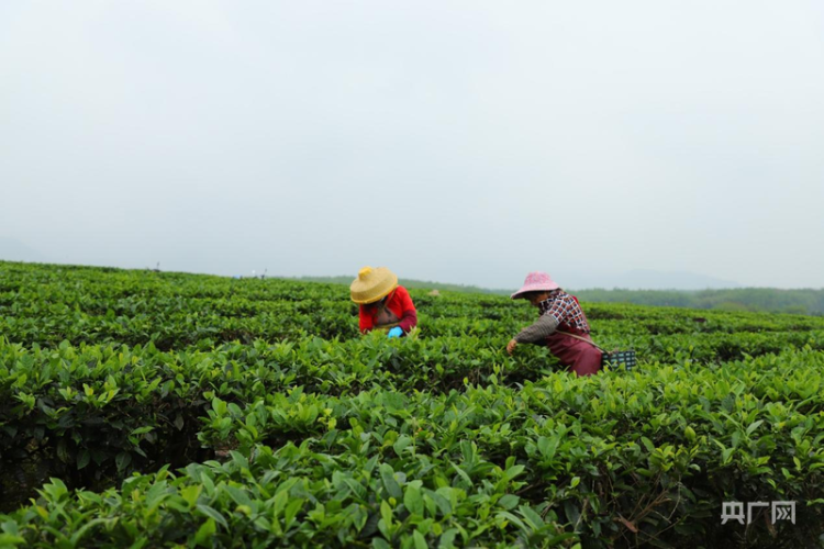云遇丰收节·采茶春山上｜歌舞庆茶丰 兴业富山乡
