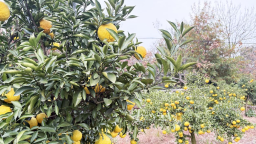 湖南珠晖区黄金贡柚迎丰收 味美飘香引客来