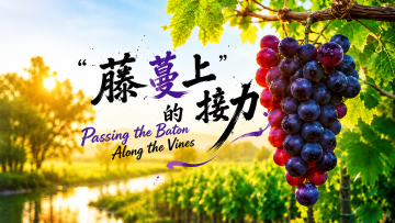 【鲜味中国·秋收】“藤蔓上”的接力_fororder_封面