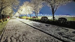 杭州樱花跑道 今年落樱不扫
