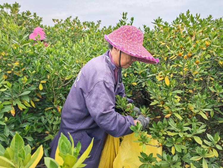 四中全会精神在基层 | “三股绳”拧成一道力