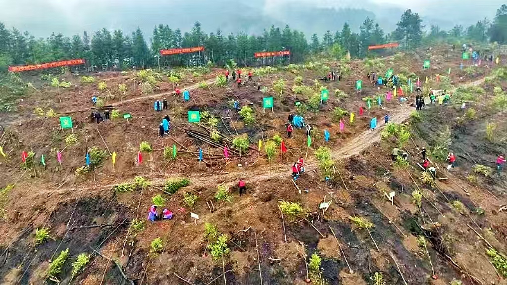 湖南新宁开展2025年义务植树活动