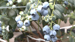 甘肃省天水市甘谷县：小蓝莓撬动乡村振兴大产业