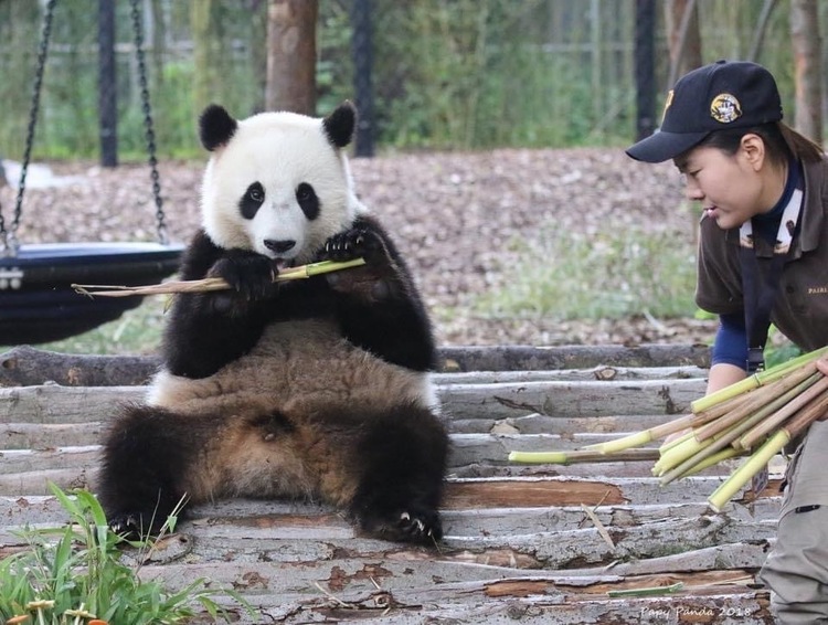 资讯有故事｜旅比大熊猫的饲养员刘洋：“我对它们产生了情感上的依赖和羁绊”