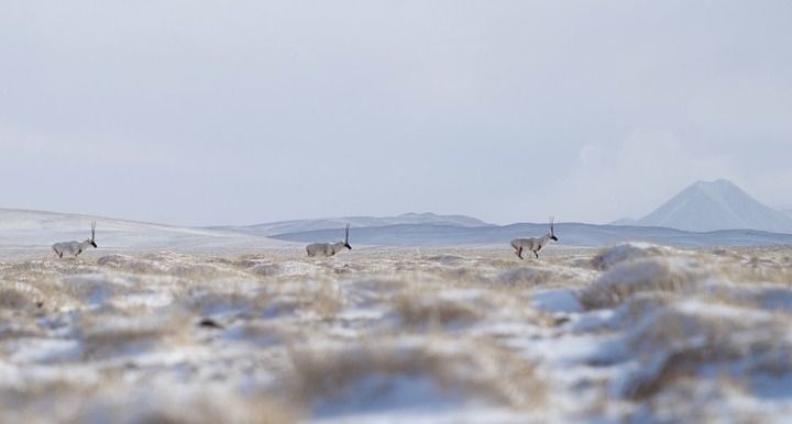 新春走基层丨此心长留唐古拉