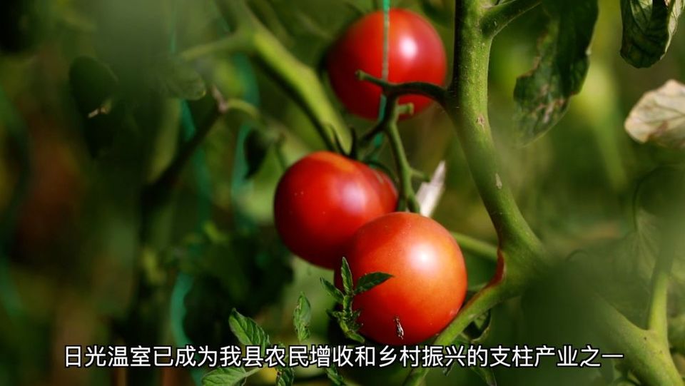 新华视点|产业“破题” 绘就振兴“答卷”