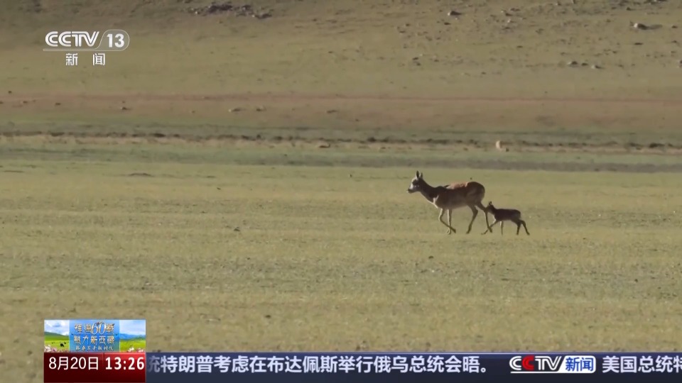 辉煌60载 魅力新西藏丨天空地一体化监测 科技守护三江源高原精灵