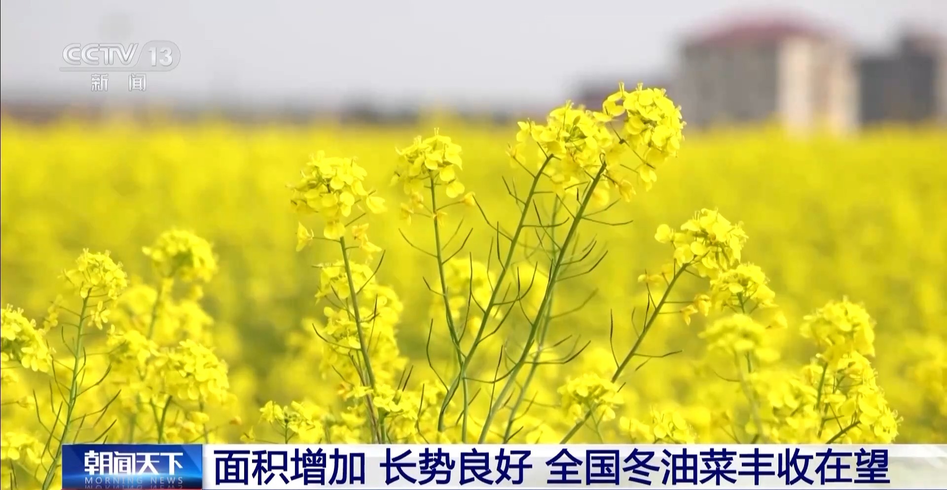 丰收在望！今年我国冬油菜面积1.1亿亩 连续7年增加