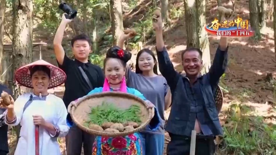 泥巴路→金丝带 贵州有位“天麻姑娘”让山里宝贝鲜达全国