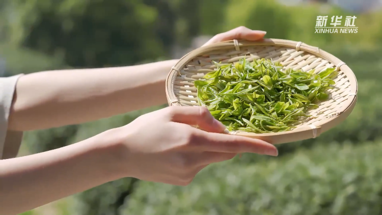一叶话三变 茶韵焕新生_fororder_茶香1