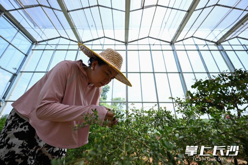 汇聚六大洲同纬度优质果种，孕育湖南水果产业新未来_fororder_2