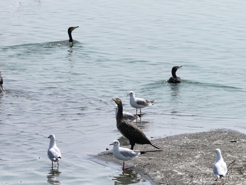 “两山”理念的新疆实践丨重塑大漠边界——塔克拉玛干沙漠边缘阻击战中的艾西曼样本