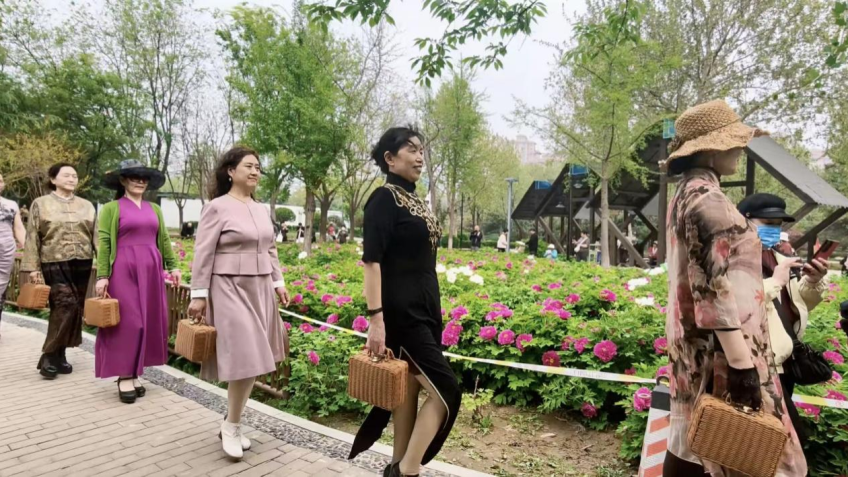 Over 3,000 Peonies in Full Bloom at Donghuan Park, Shijiazhuang