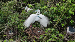湖南衡山县萱洲湿地首批鹭鸟“宝宝”破壳而出_fororder_图片16