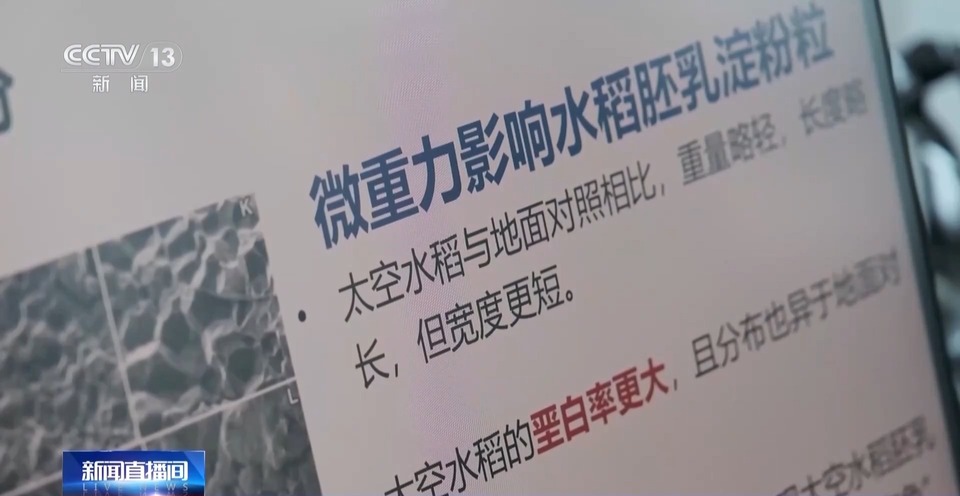 天上的水稻吃起来更甜？一起了解“太空水稻”和普通水稻的不同点