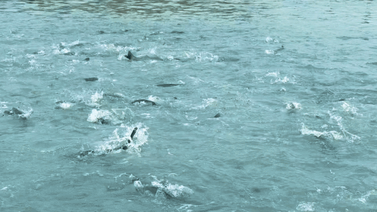 耕海牧渔白基湾：一条大黄鱼的竞速之旅