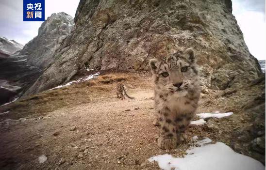 36万平方公里 我国首次完成区域大规模雪豹种群评估