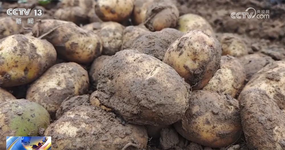 多地“攥指成拳”打响秋收“攻坚战” 排涝、抢收、抢烘有序开展