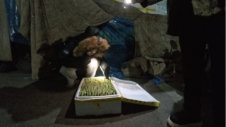 新春走基层·记者体验360行|“95后”新农人！大市场里的新买手