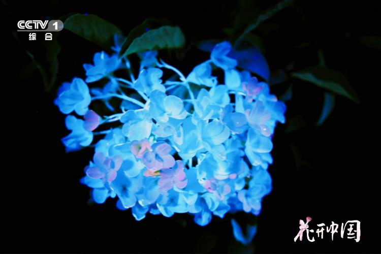 《花开中国》开播，在繁花中遇见美好生活