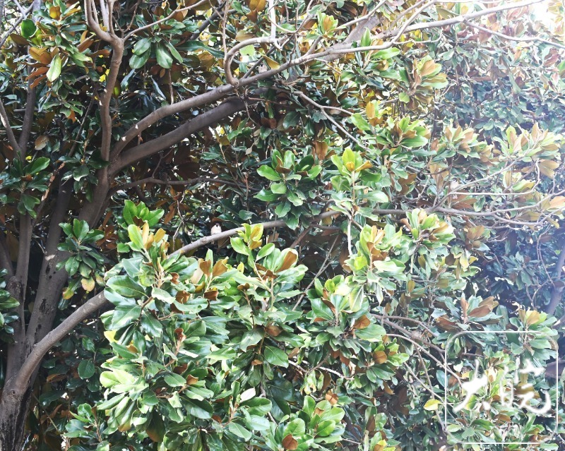 柿子挂枝，皖北这个政府大院为小鸟留“口粮”_fororder_06