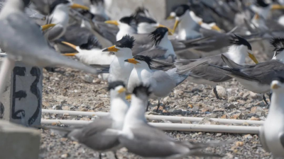 Wenzhou, Zhejiang: “Green Power Ark” Welcomes the Return of the “Mythical Bird”