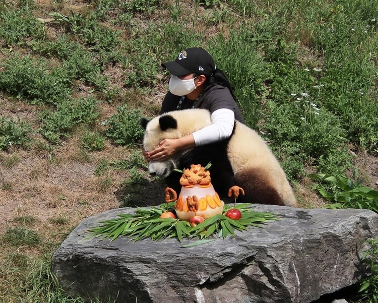 资讯有故事｜旅比大熊猫的饲养员刘洋：“我对它们产生了情感上的依赖和羁绊”